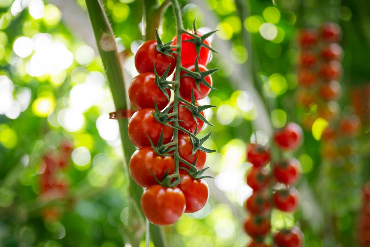 Tomato pest frequently asked questions