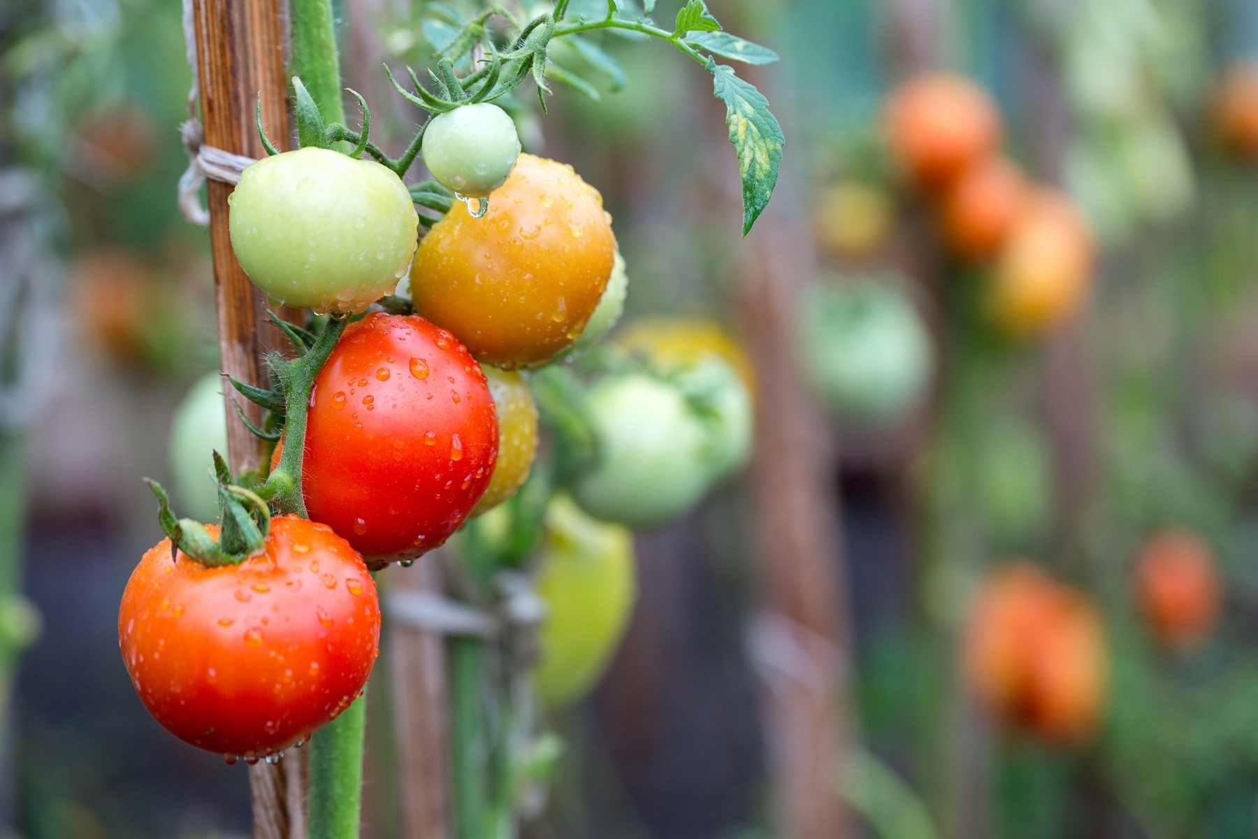 tomatoes