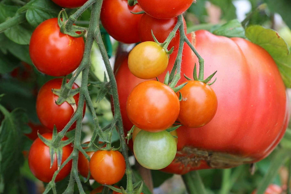 Firm healthy tomato stem without new cankers