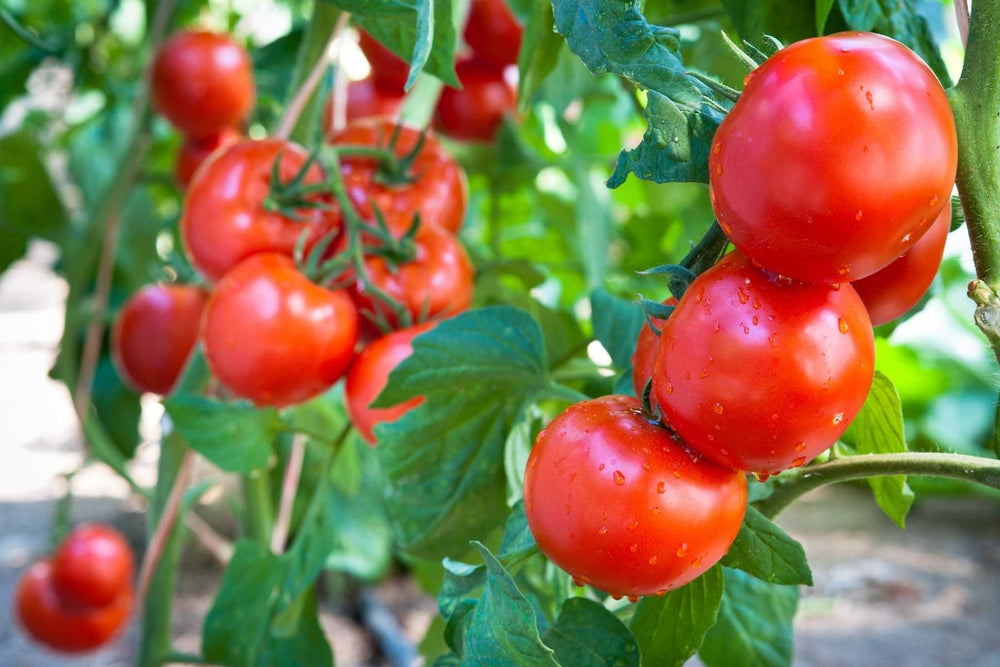 Healthy tomato plants in a garden