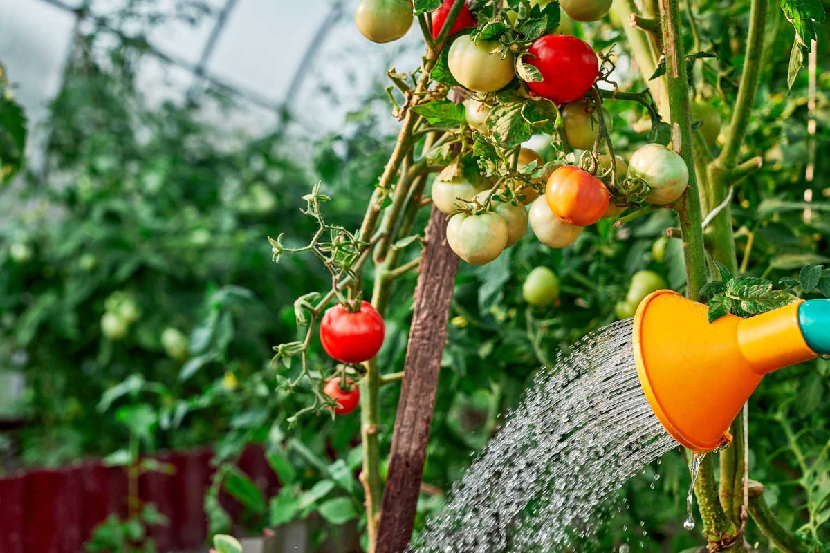 Tomato disease symptoms and diagnosis