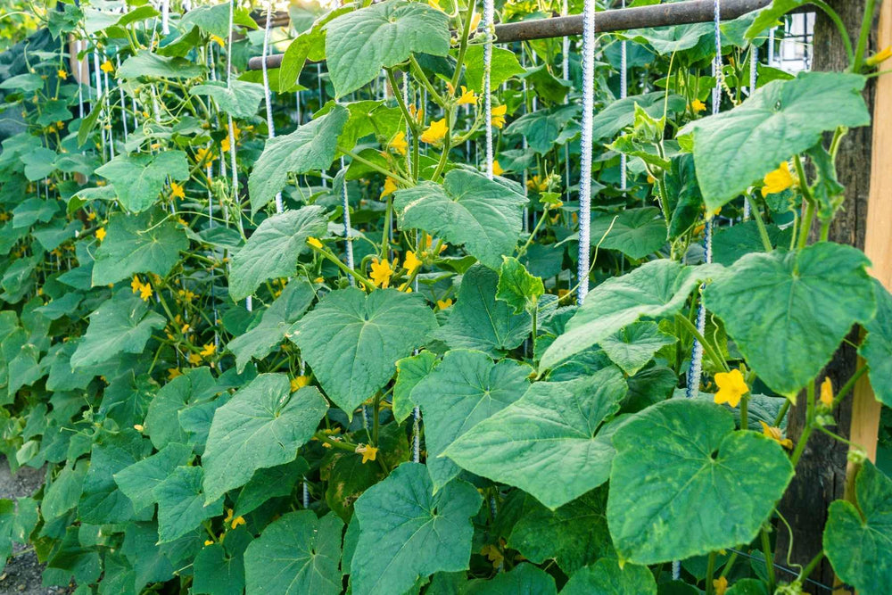 Issue Identifier related cucumber resource