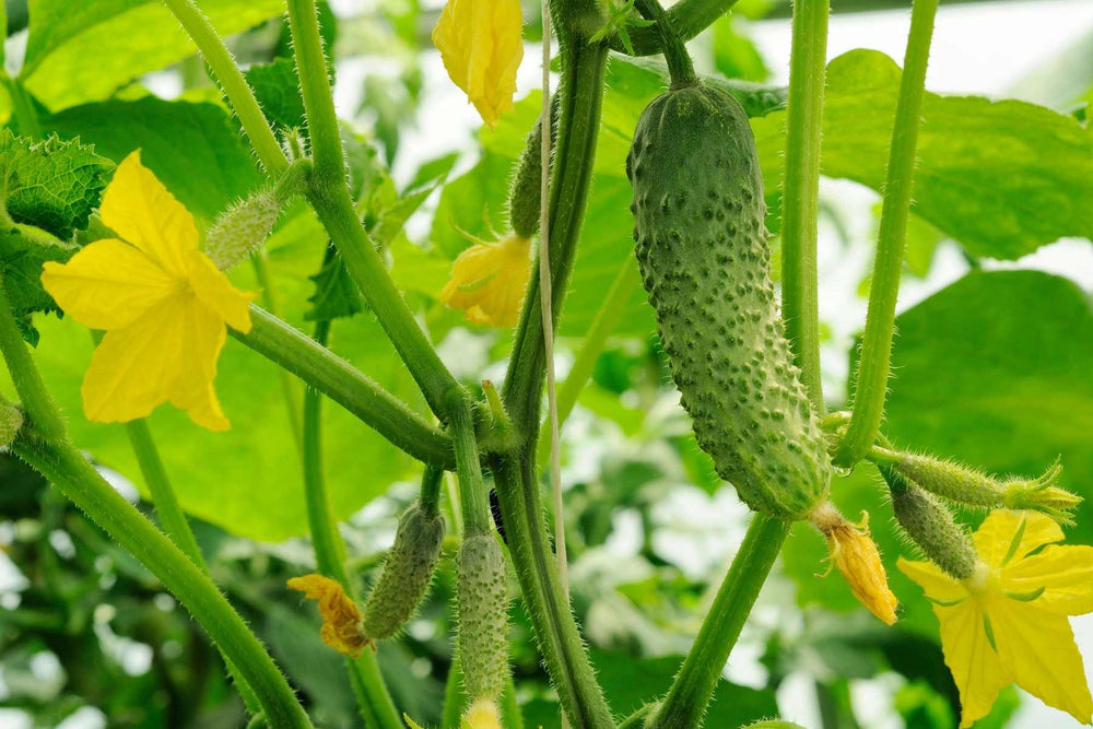 Growing Cucumbers related cucumber resource