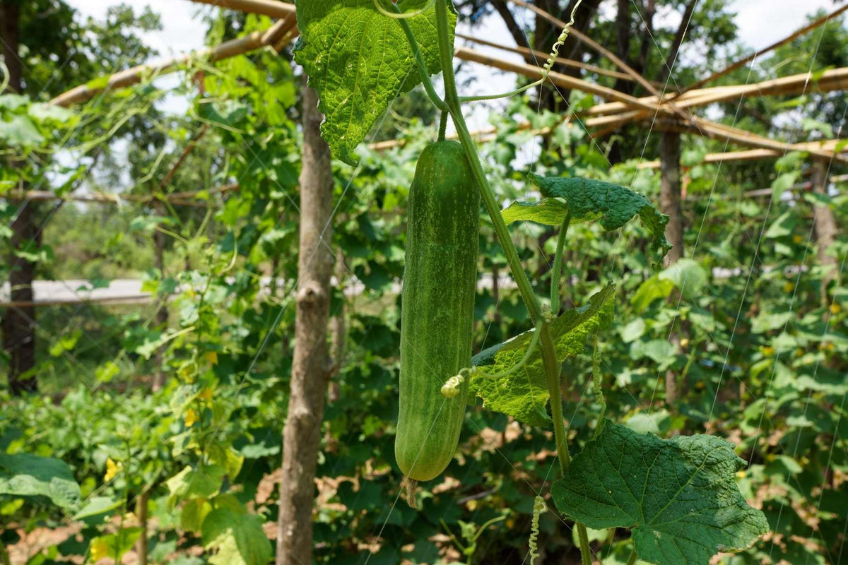 Applying Lost Coast Plant Therapy to cucumber plants