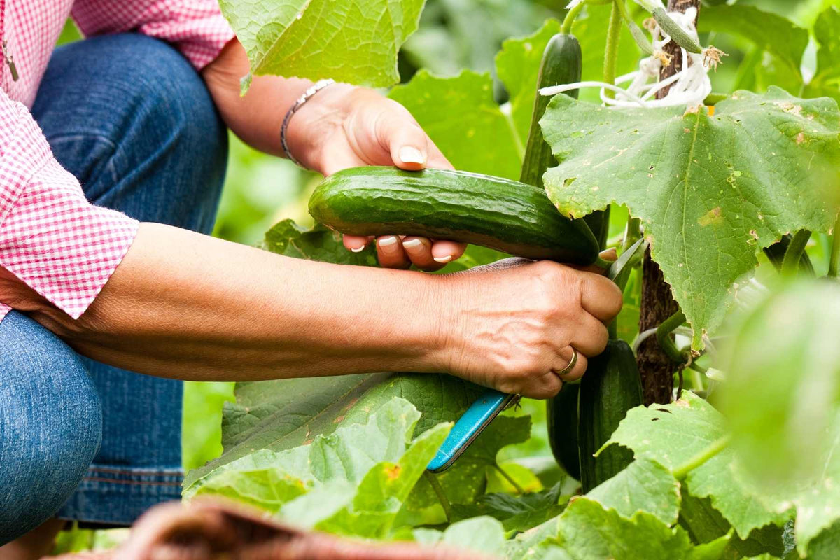 Cucumber leaf showing a pest or disease symptom