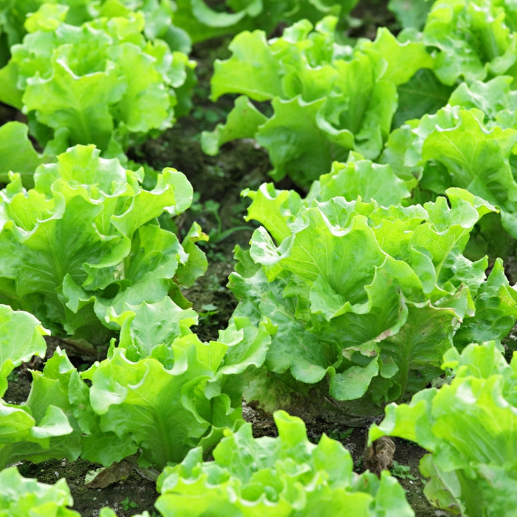 Cornell University trial results confirming that Lost Coast Plant Therapy is effective against powdery mildew and thrips