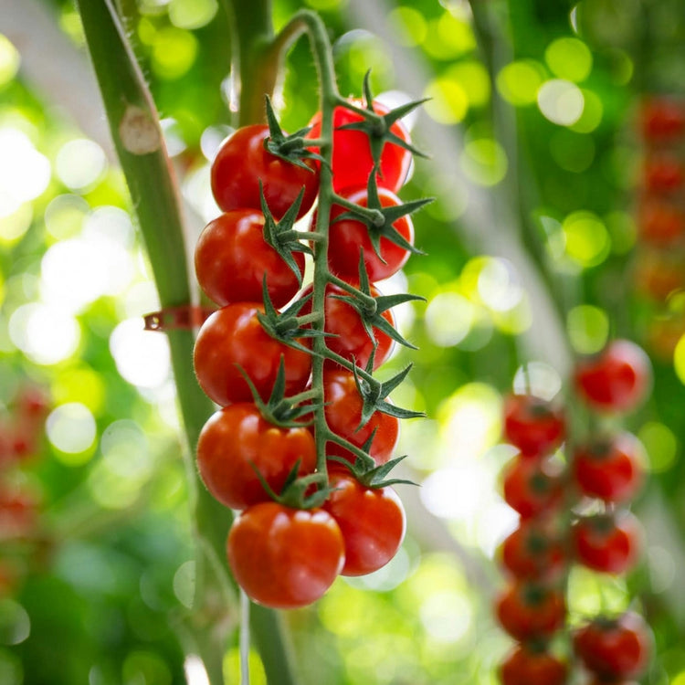 Cornell University trial results confirming that Lost Coast Plant Therapy is effective against powdery mildew and thrips