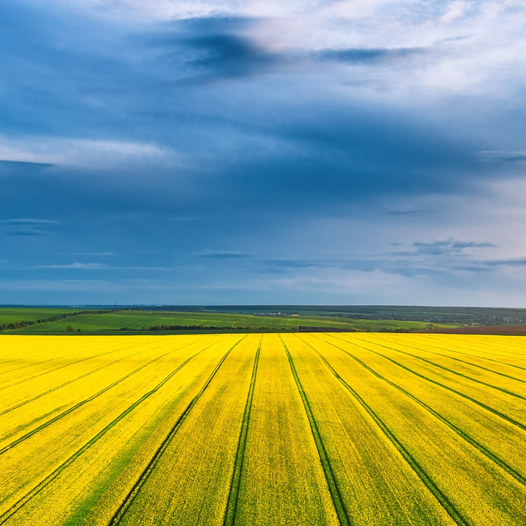 field