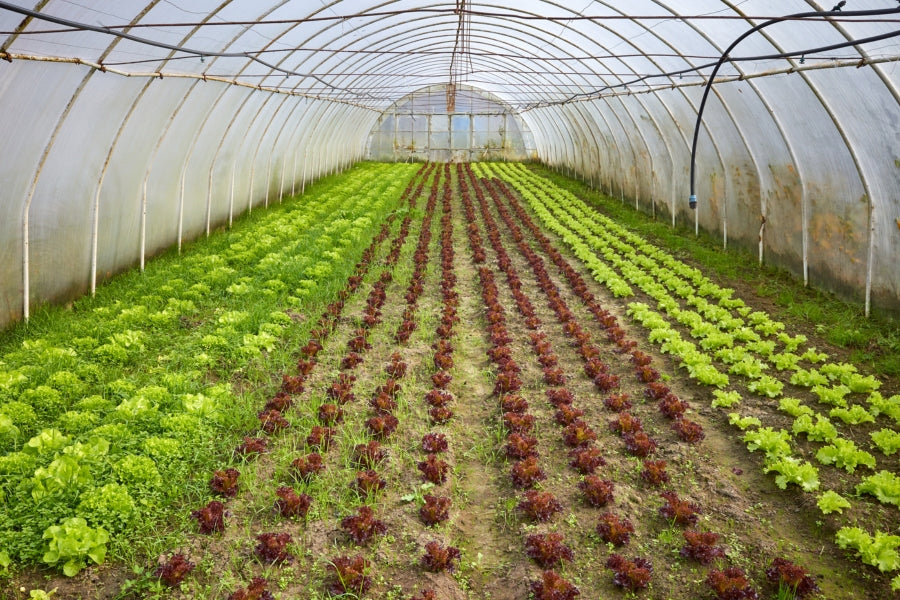 Cornell University trial results confirming that Lost Coast Plant Therapy is effective against powdery mildew and thrips