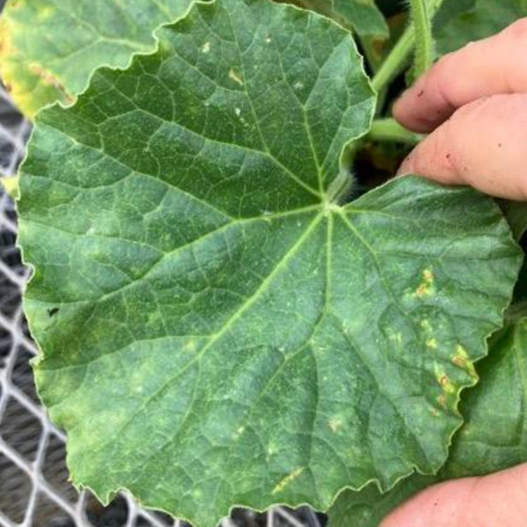 Cornell University trial results confirming that Lost Coast Plant Therapy is effective against powdery mildew and thrips