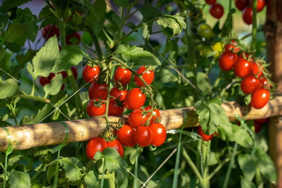 Cornell University trial results confirming that Lost Coast Plant Therapy is effective against powdery mildew and thrips