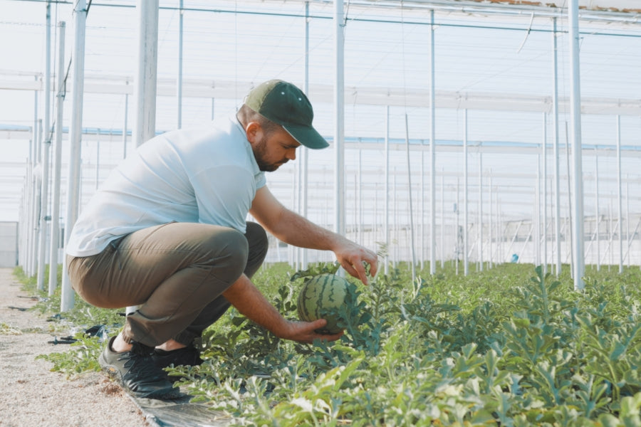 Cornell University trial results confirming that Lost Coast Plant Therapy is effective against powdery mildew and thrips