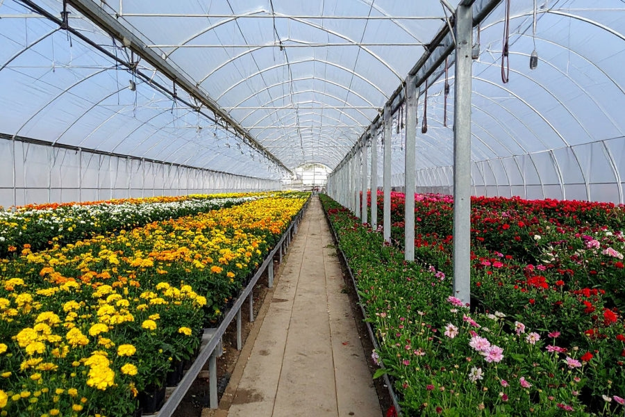 Cornell University trial results confirming that Lost Coast Plant Therapy is effective against powdery mildew and thrips