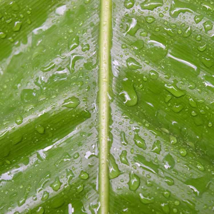 Cornell University trial results confirming that Lost Coast Plant Therapy is effective against powdery mildew and thrips