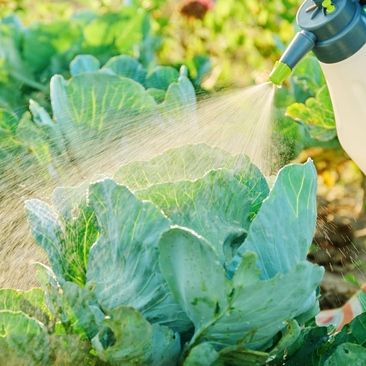 Cornell University trial results confirming that Lost Coast Plant Therapy is effective against powdery mildew and thrips