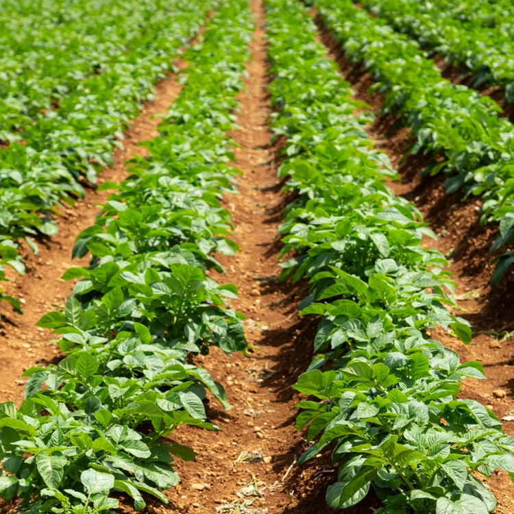 Cornell University trial results confirming that Lost Coast Plant Therapy is effective against powdery mildew and thrips
