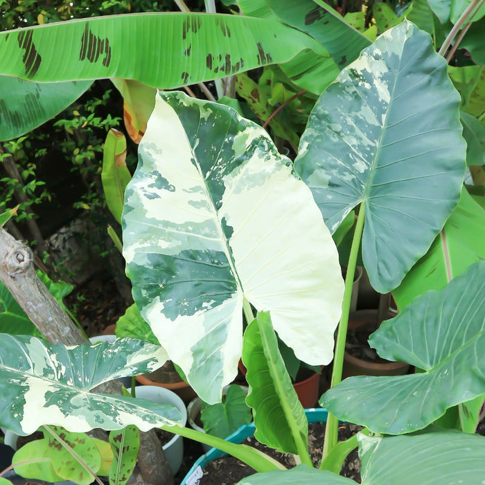 Alocasia