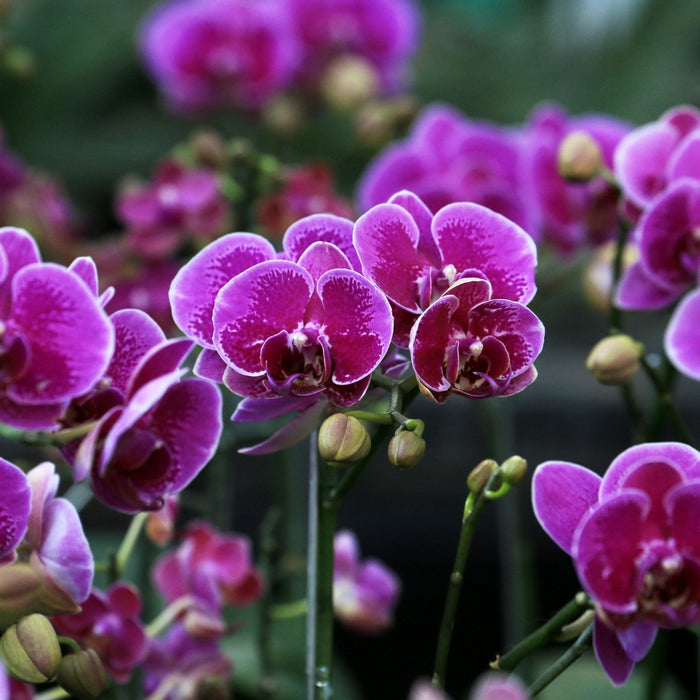 Orchids