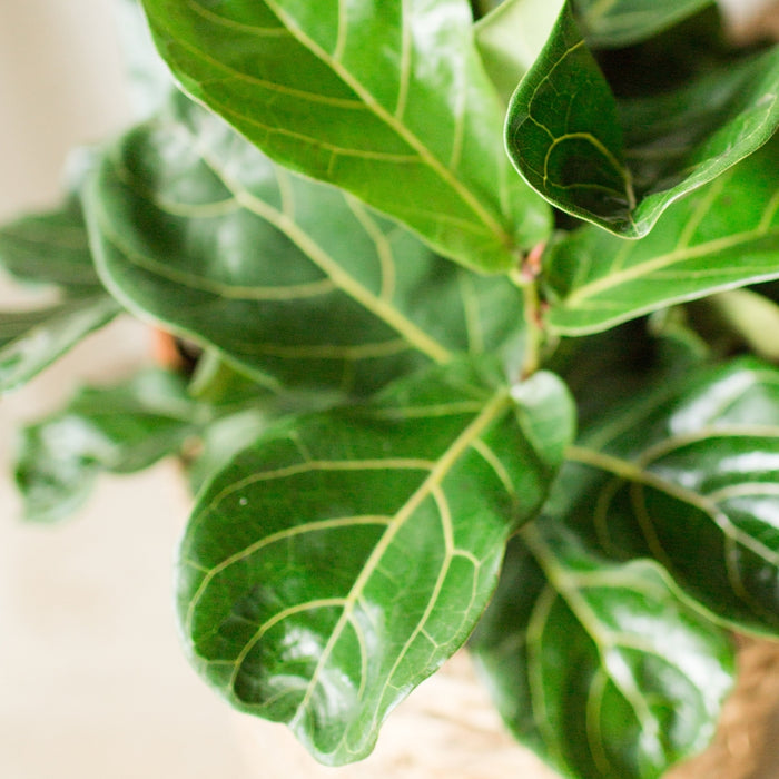 Fiddle leaf fig