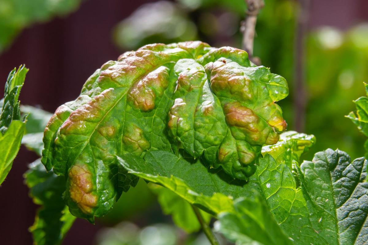 Healthy fresh plant growth after stress