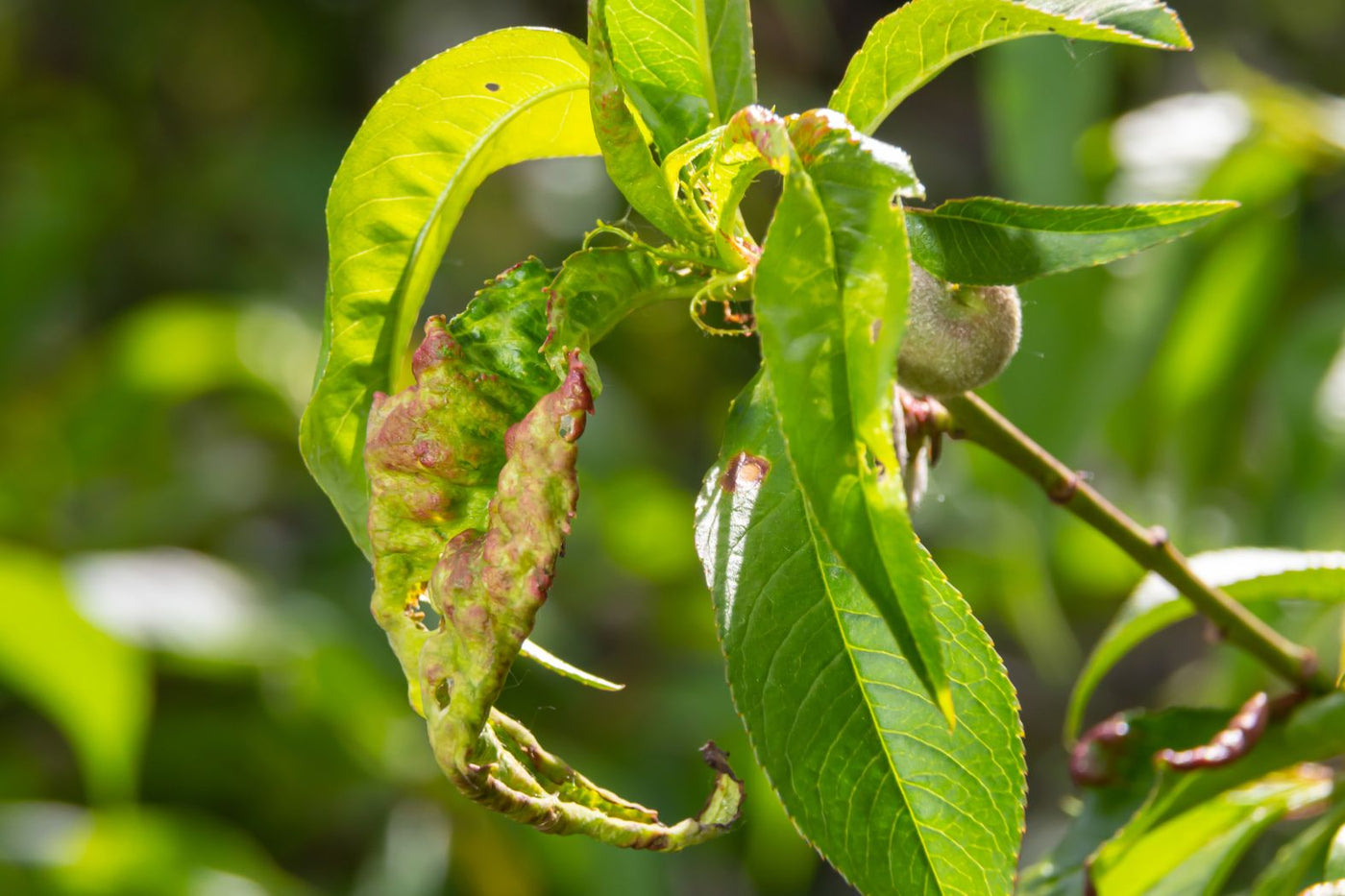 Peach tree foliage showing peach leaf curl