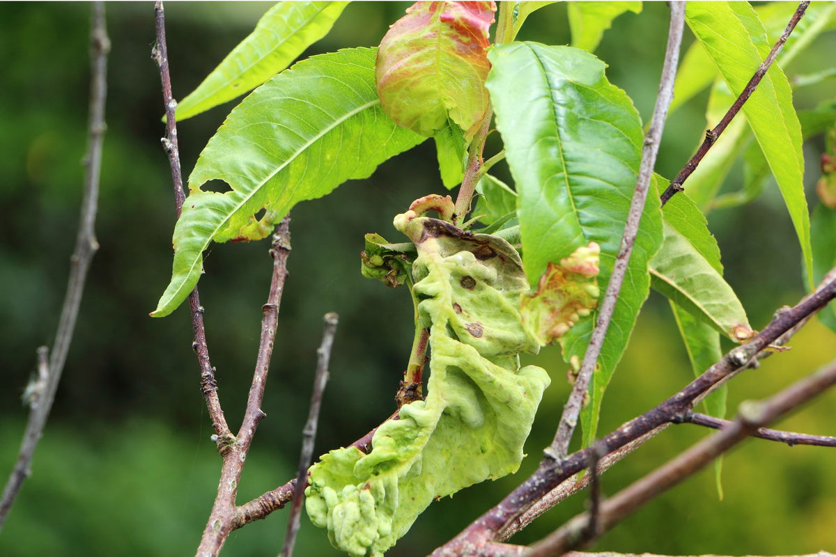Curled plant leaves being inspected for pests, stress, and disease clues