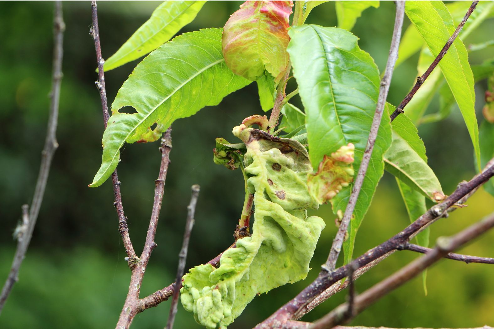 Curled plant leaves being inspected for the cause