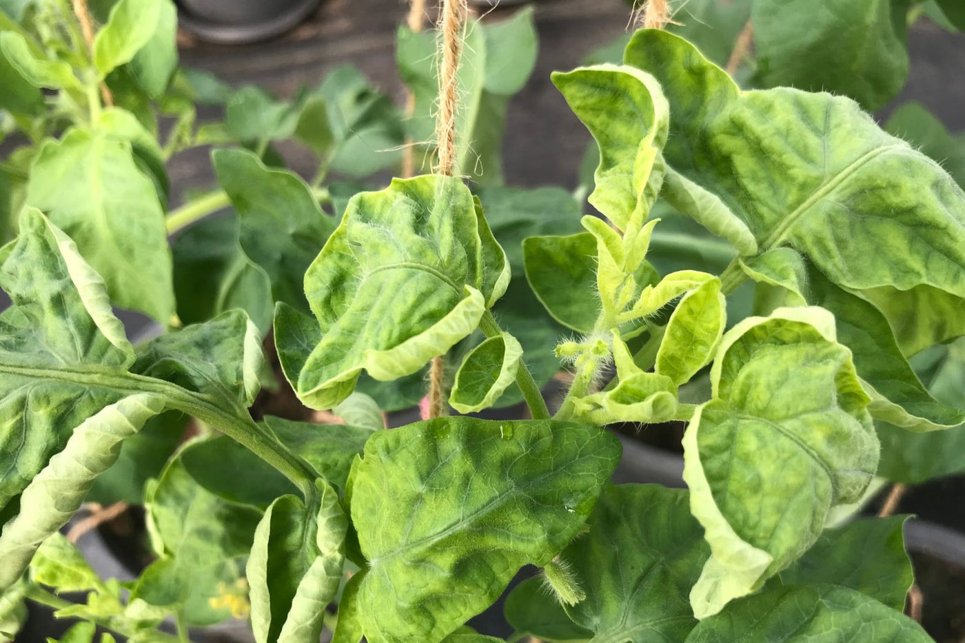 Tomato plant foliage showing rolled leaves