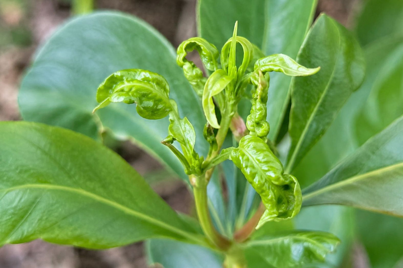 Close-up of tender plant growth being inspected