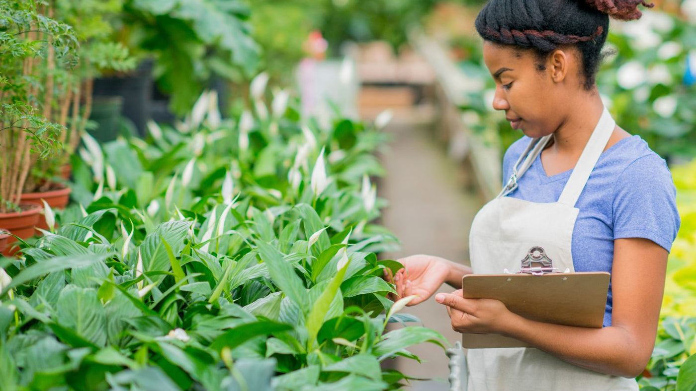 Plant leaves being inspected closely with attention to new growth and leaf undersides