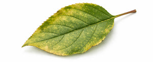 leafhopper damage