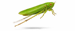 leafhopper