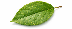 leafhopper damage