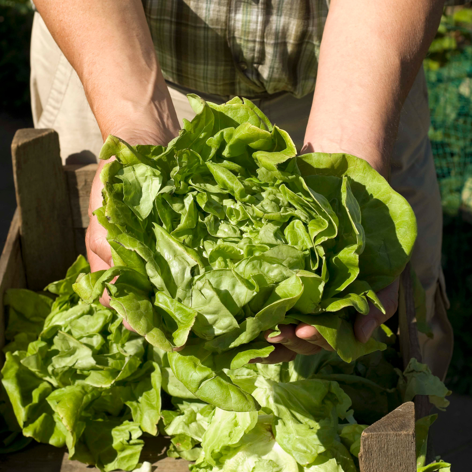 Lettuce plant showing outer leaves, inner folds, crown and harvestable foliage