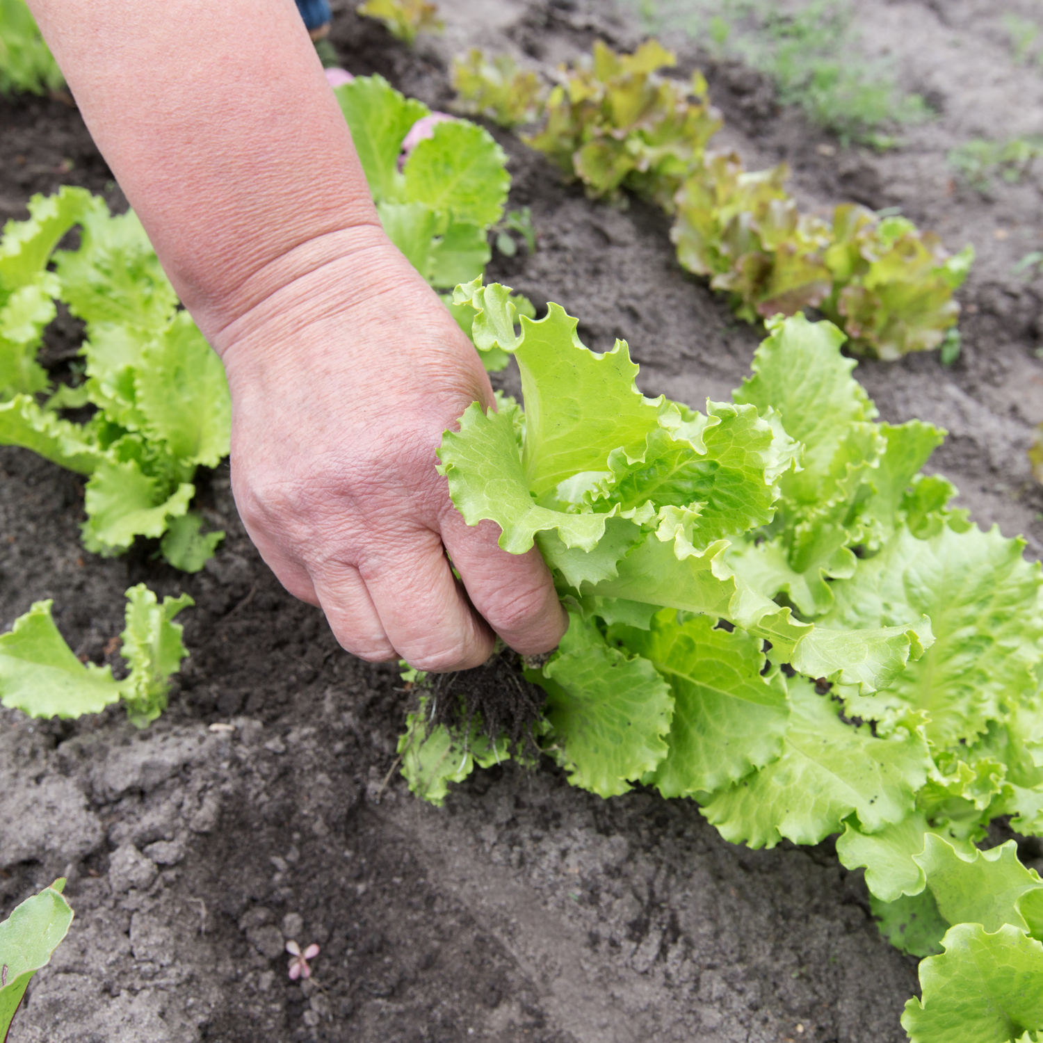 Lettuce head being opened and inspected before harvest