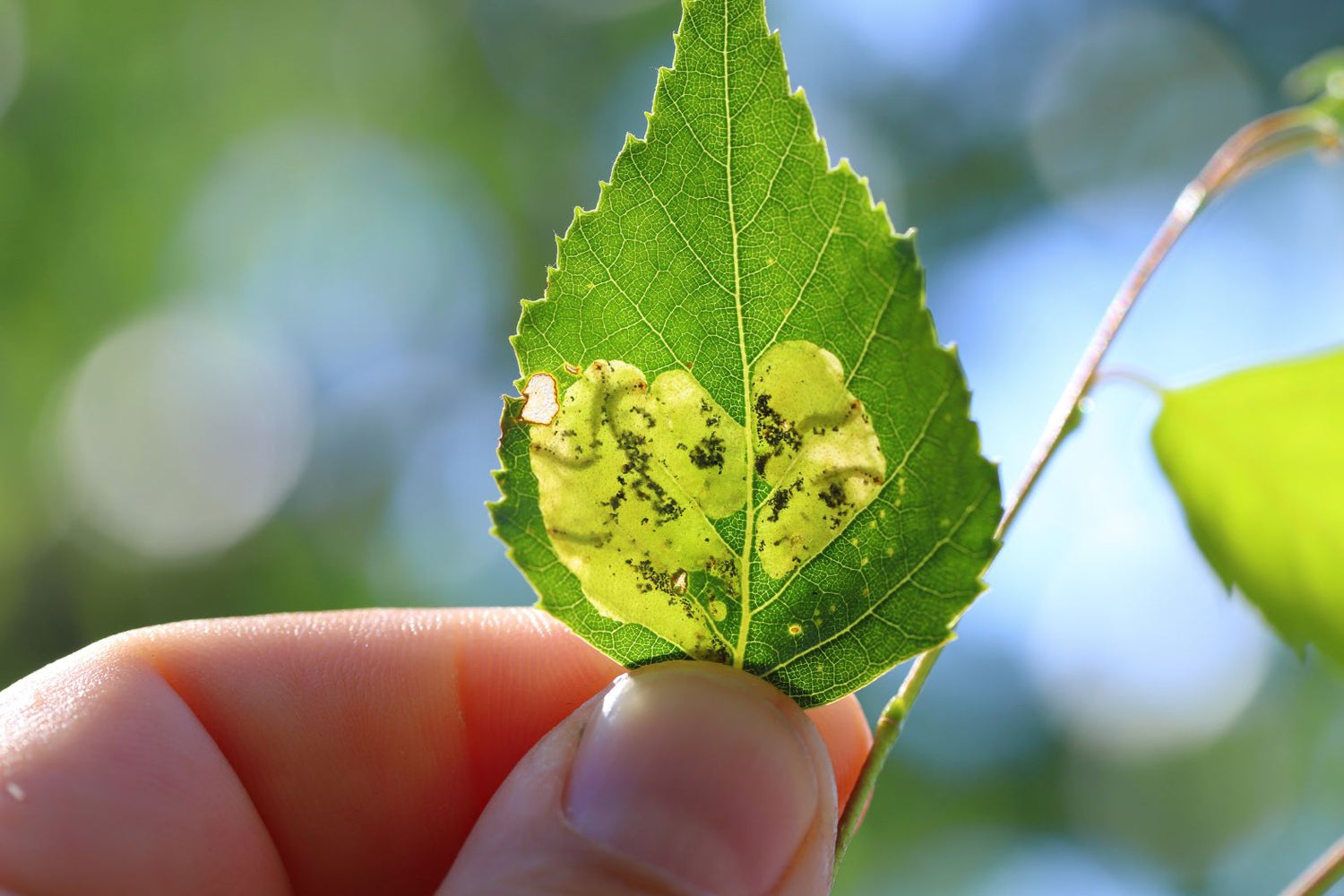 Leafminer tunnels inside a lettuce leaf