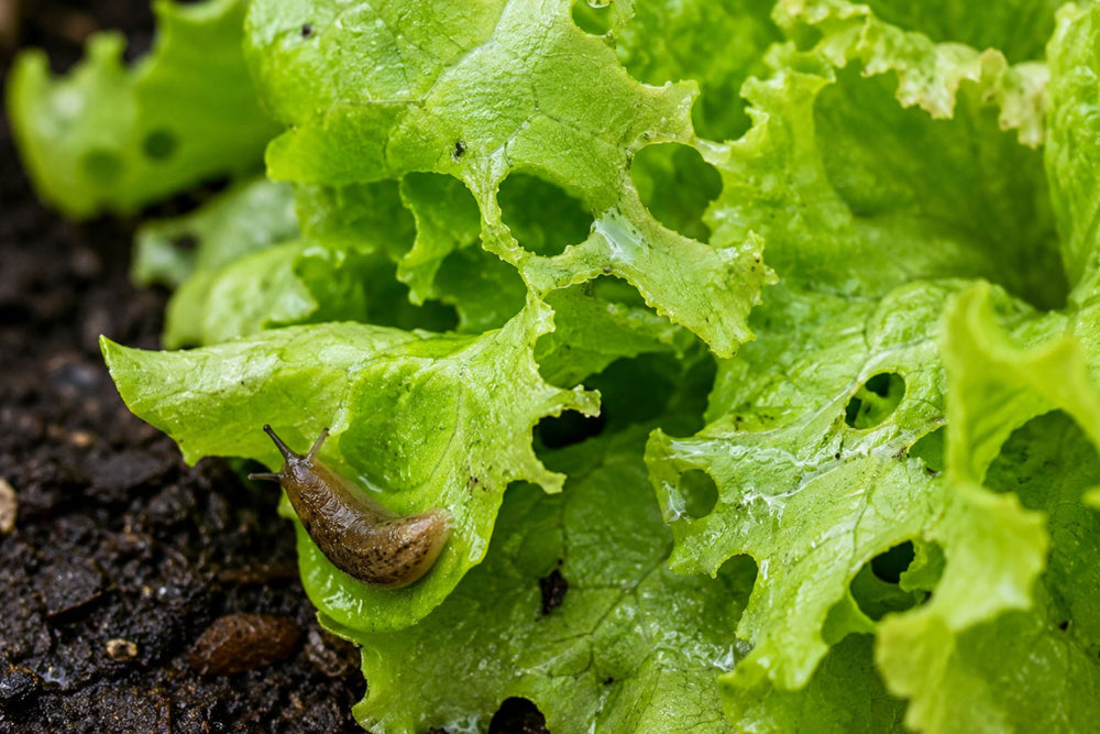Slug or snail damage on lettuce