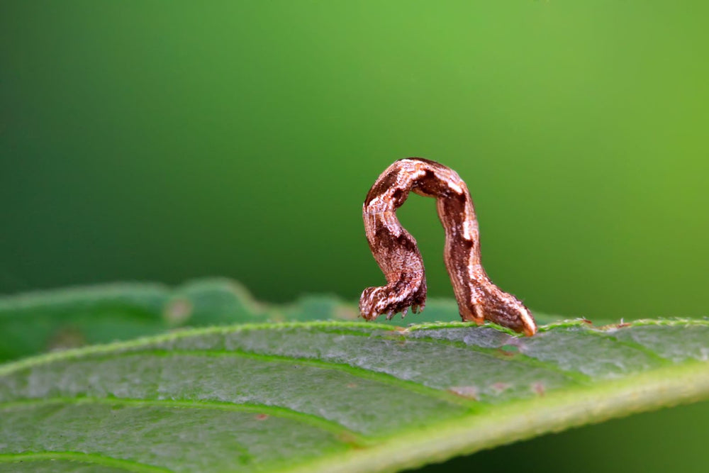 Looper or caterpillar feeding on lettuce
