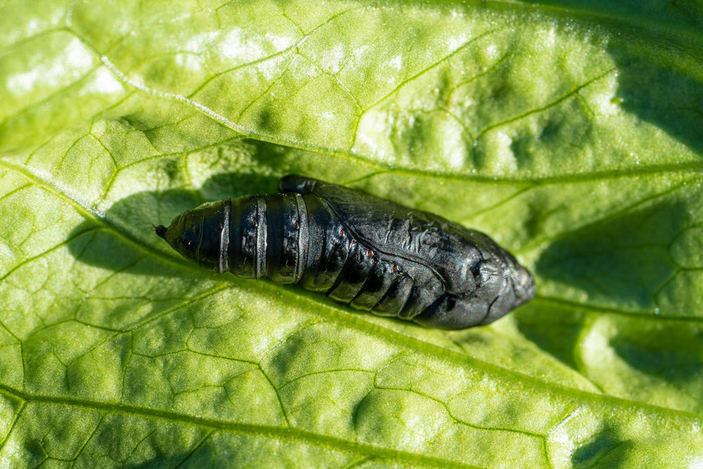 Cutworm damage on lettuce seedling