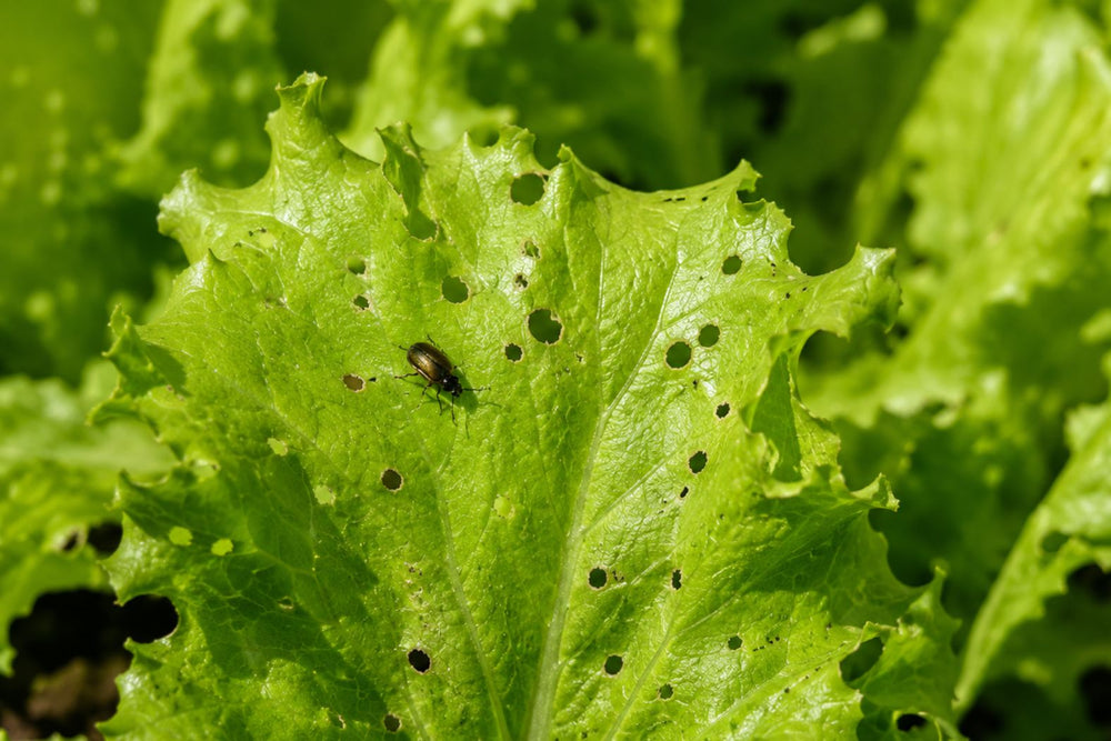 Beetle chewing on lettuce