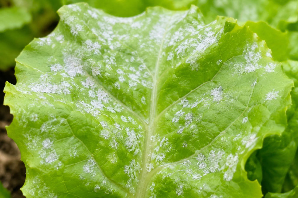 White powdery surface growth on lettuce