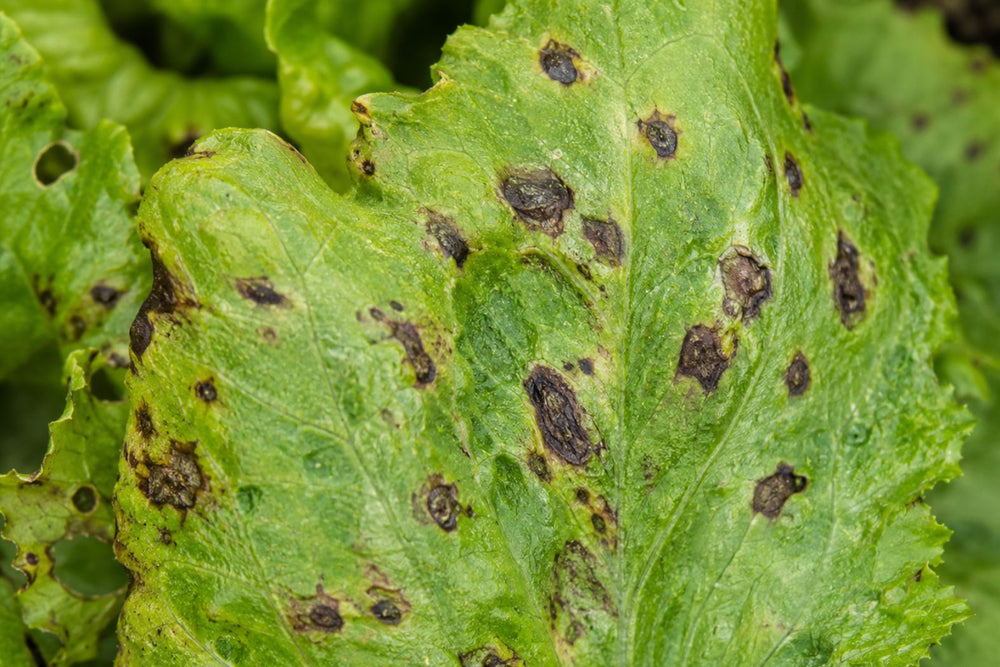 Brown or dark spots on lettuce