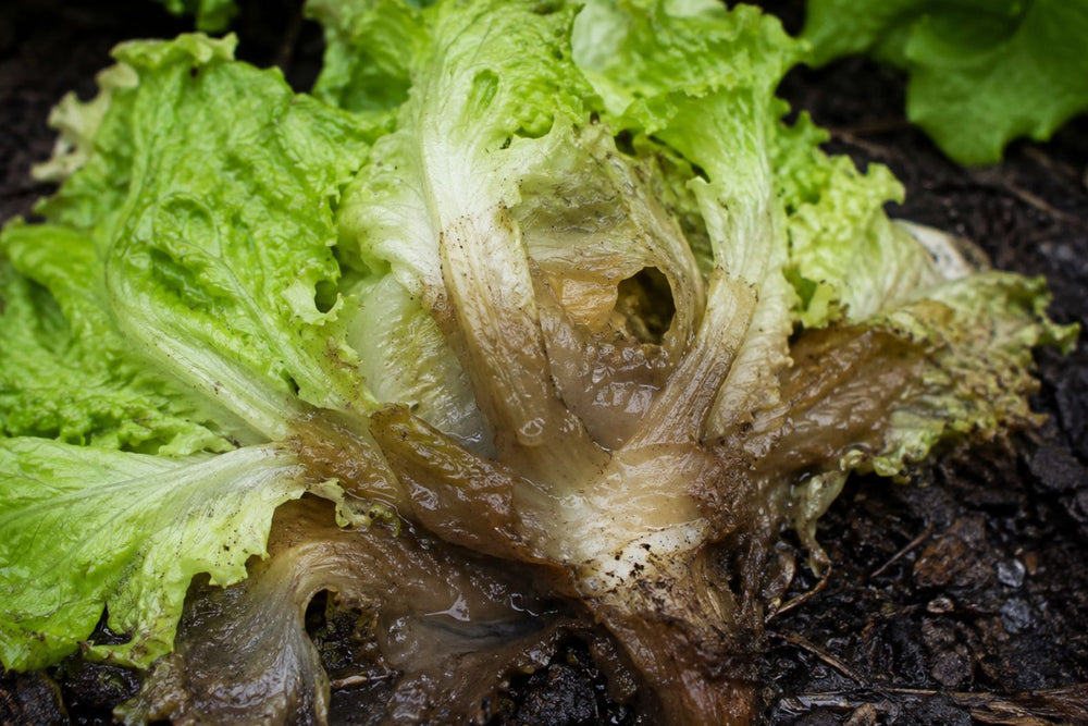Wet rot or collapsing lettuce tissue