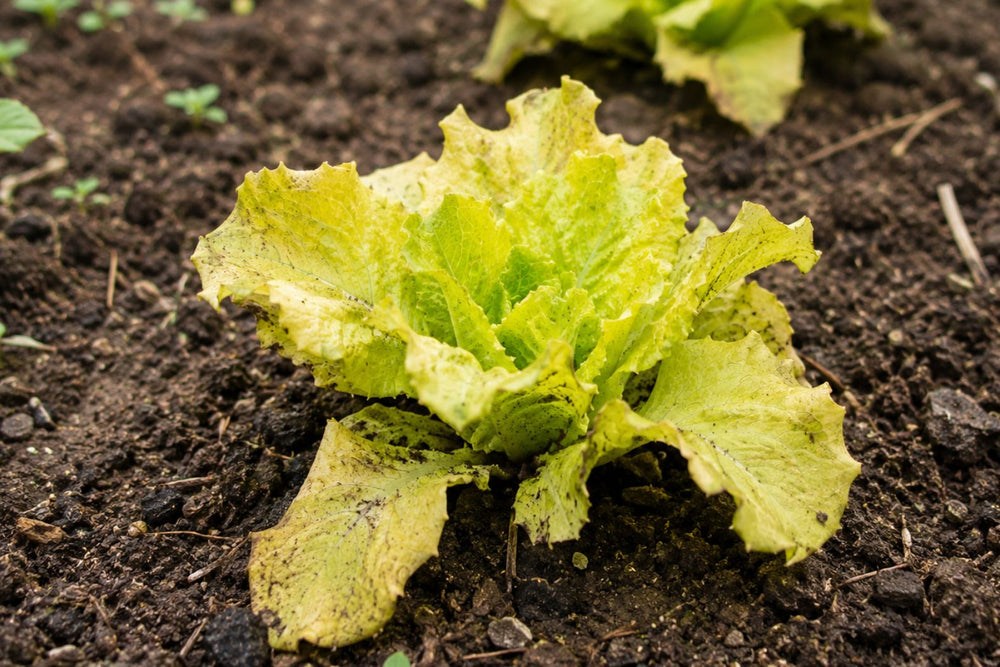 Yellow weak lettuce plant