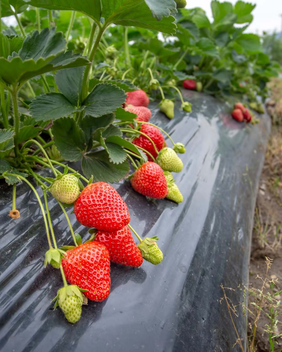 Strawberry plant with leaves, flowers and developing berries