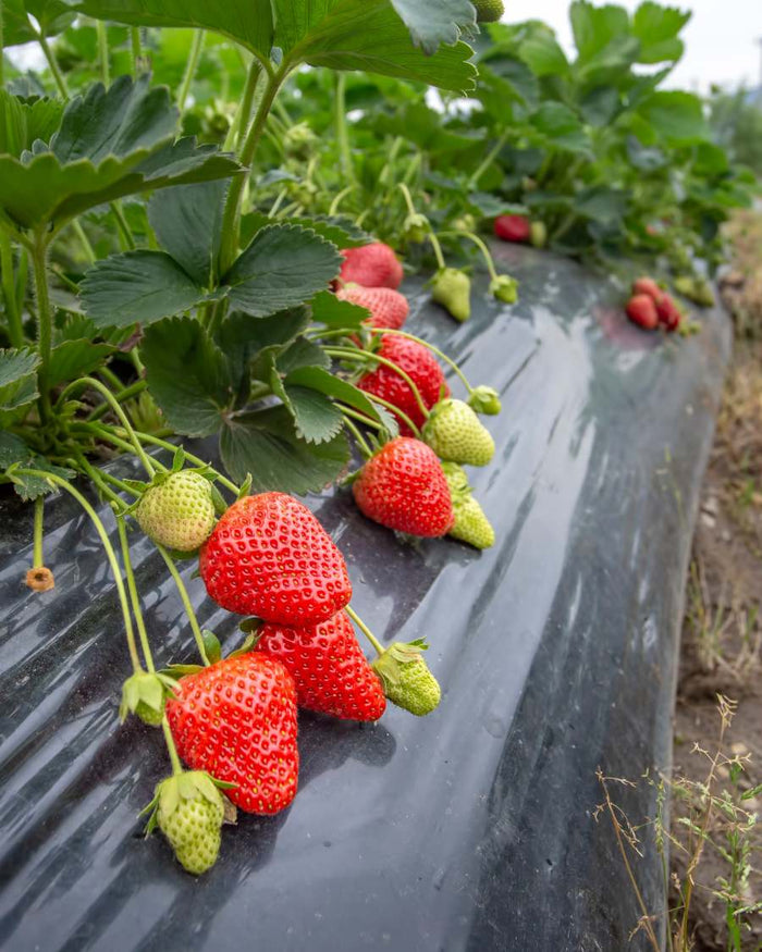 Strawberries
