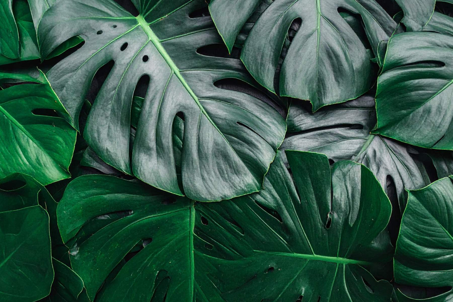 Lost Coast Plant Therapy