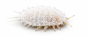 How to get rid of mealybugs