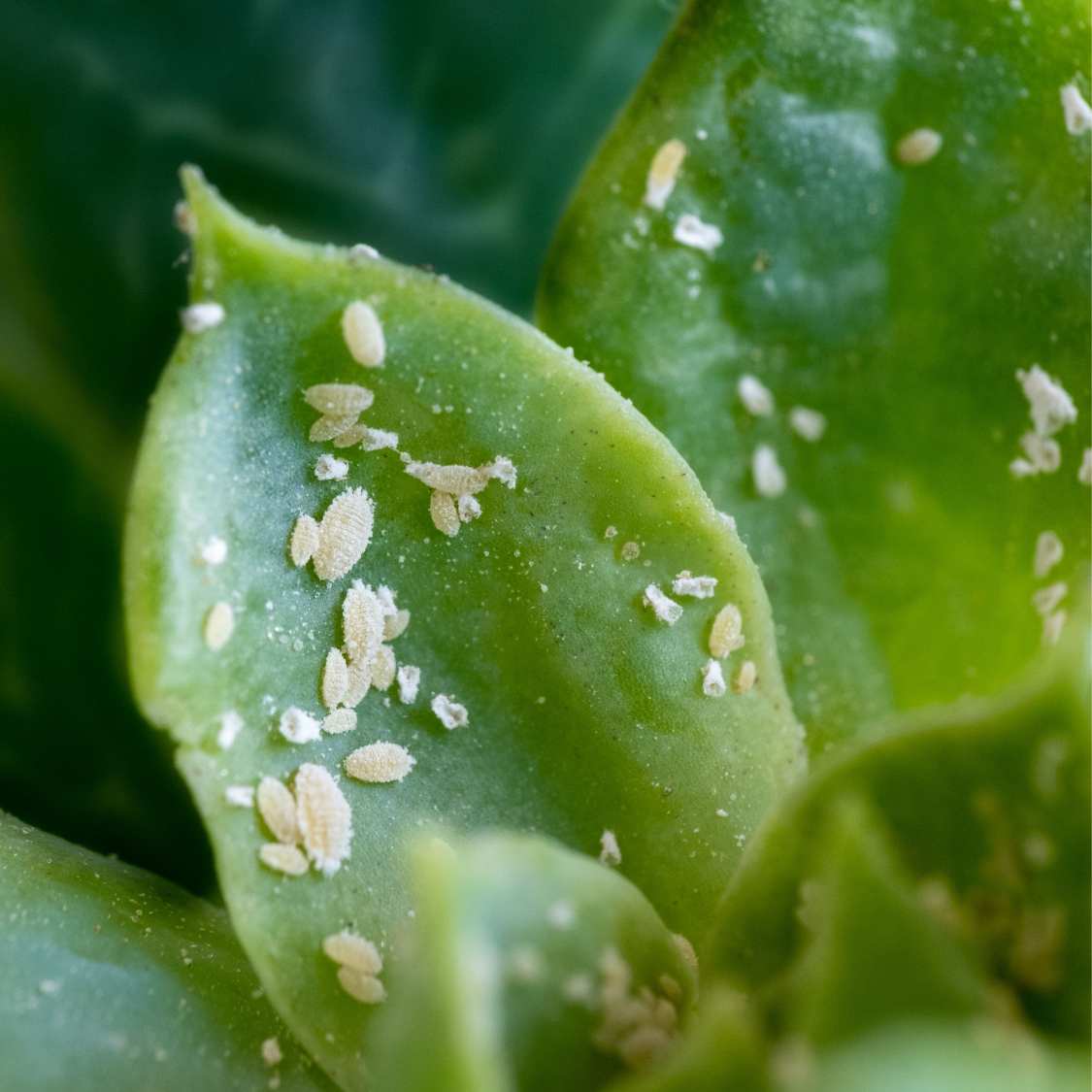 How to get rid of mealybugs