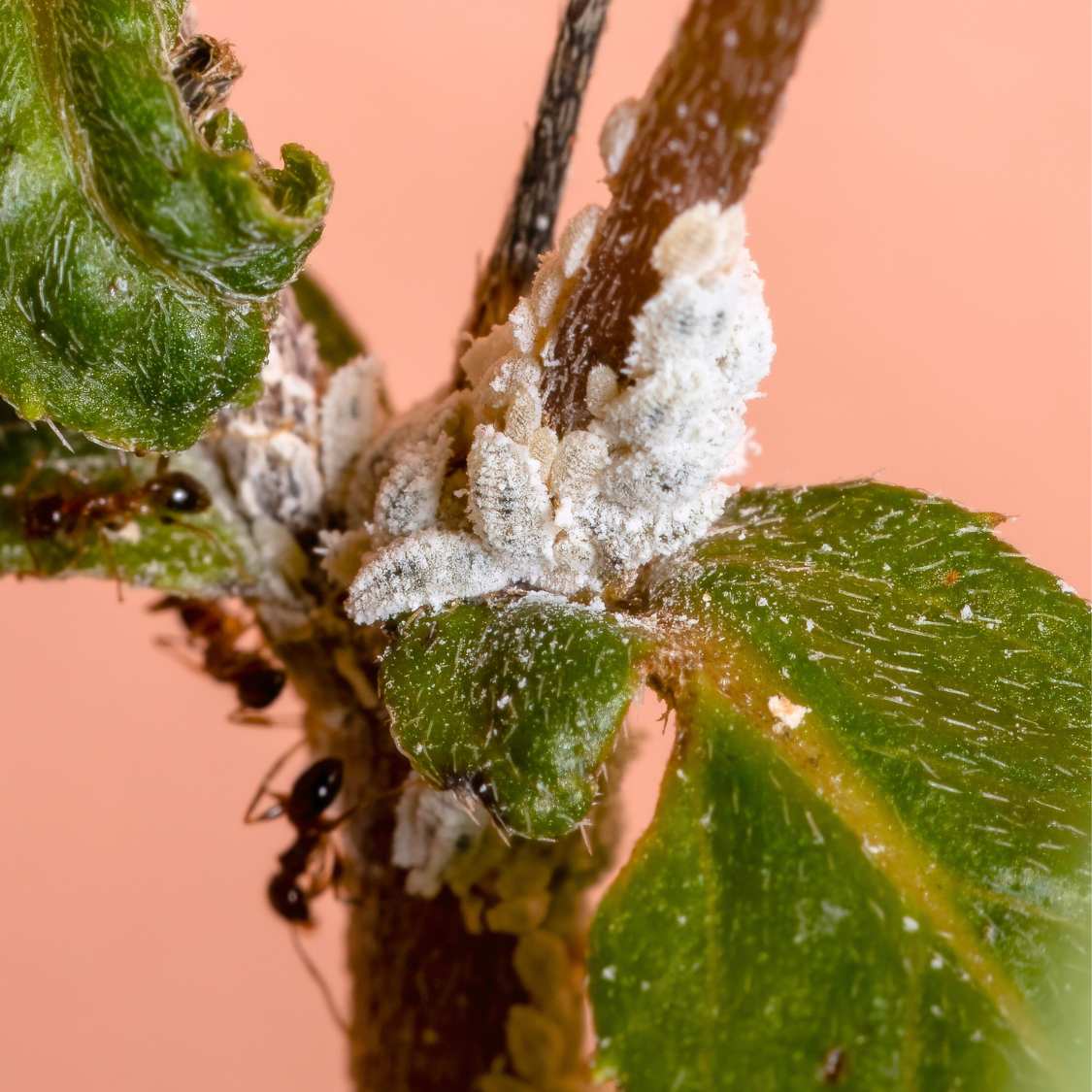 How to get rid of mealybugs